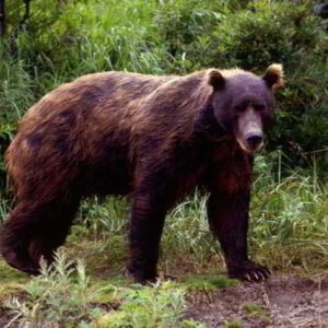 Brown Bear